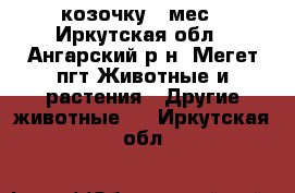 козочку 4 мес - Иркутская обл., Ангарский р-н, Мегет пгт Животные и растения » Другие животные   . Иркутская обл.